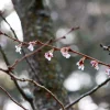 Prunus 'Autumnalis Rosea' - Prydkirsebær stam 18 cm