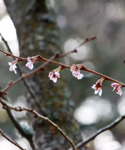 Prunus 'Autumnalis Rosea' - Prydkirsebær stam 18 cm