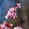 Prunus Nigra - Prydkirsebær stam 18 cm