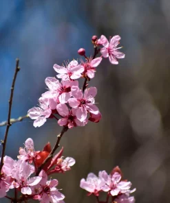 Prunus Nigra - Prydkirsebær stam 18 cm