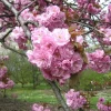 Prunus Sier 'Kanzan' - Prydkirsebær stam 18 cm