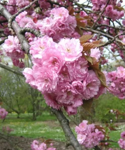 Prunus Sier 'Kanzan' - Prydkirsebær stam 18 cm