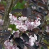 Prunus Sier 'Royal Burgundy' - Prydkirsebær 18 cm
