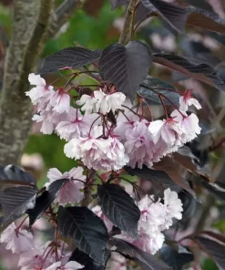 Prunus Sier 'Royal Burgundy' - Prydkirsebær 18 cm