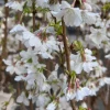 Prunus Sier 'Cunera' - Prydkirsebær stam 18 cm