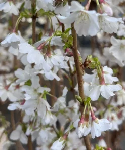 Prunus Sier 'Cunera' - Prydkirsebær stam 18 cm