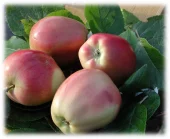 Frukttrær Malus domestica - Eple 'Åkerø' 10L