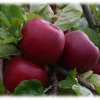 Frukttrær Malus domestica - Eple 'Kronprins' 10L