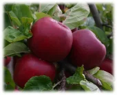 Frukttrær Malus domestica - Eple 'Kronprins' 10L