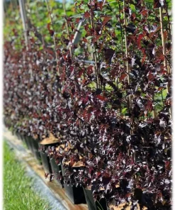 Betula pendula ‘Royal Frost’ 10L