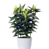 Lillium - Liljer Oriental 19 cm