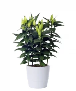 Lillium - Liljer Oriental 19 cm