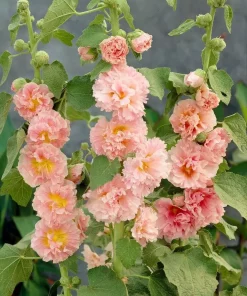 Alcea rosea 'Double Apricot' - Stokkrose 11 cm