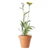 Achillea 'Coronation Gold' - Ryllik 11 cm