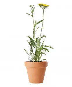 Achillea 'Coronation Gold' - Ryllik 11 cm