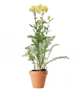Achillea 'Crème de la Crème' - Ryllik 11 cm
