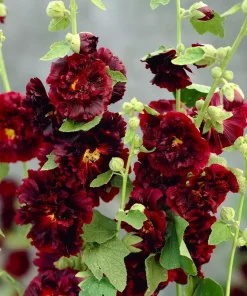 Alcea rosea 'Double Purple' - Stokkrose 11 cm