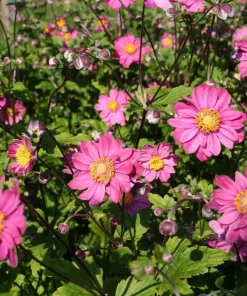 Anemone 'Pamina' 11 cm