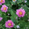 Anemone 'Serenade' 11 cm
