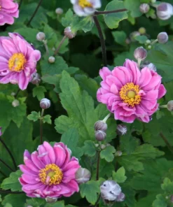 Anemone 'Serenade' 11 cm