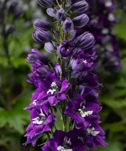 Delphinium - Ridderspor 11 cm