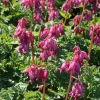 Dicentra formosa 'Luxuriant' 11 cm
