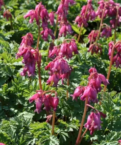 Dicentra formosa 'Luxuriant' 11 cm