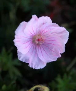Geranium sanguineum 'Apfelblüte' 11 cm