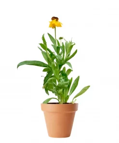 Helenium 'Kanaria' 11 cm