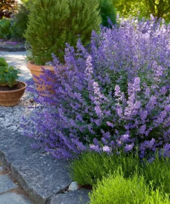Nepeta 'Six Hills Giant' 11 cm