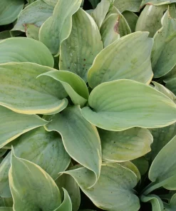 Hosta 'First Frost' 11 cm