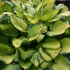 Hosta 'Gold Standard' 11 cm