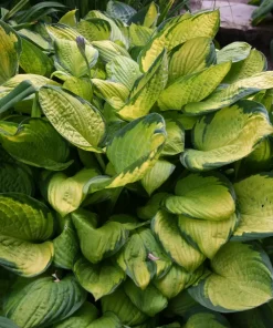 Hosta 'Gold Standard' 11 cm