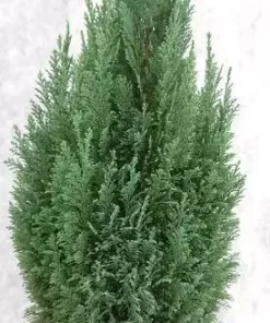 Chamaecyparis Ellwoodii - Edelsypress 24 cm
