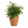 Nandina - Himmelsk bambus 11 cm