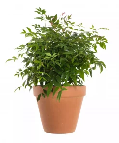 Nandina - Himmelsk bambus 11 cm
