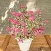 Hydrangea ser. Euphoria 'Pink' - Fjellhortensia 19 cm