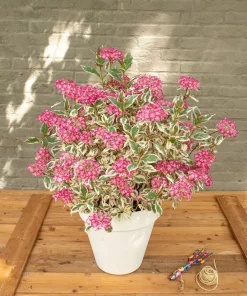 Hydrangea ser. Euphoria 'Pink' - Fjellhortensia 19 cm