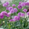 Armeria pseud. Ballerina Purple Rose - Fjørekjoll 11 cm