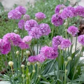 Armeria pseud. Ballerina Purple Rose - Fjørekjoll 11 cm