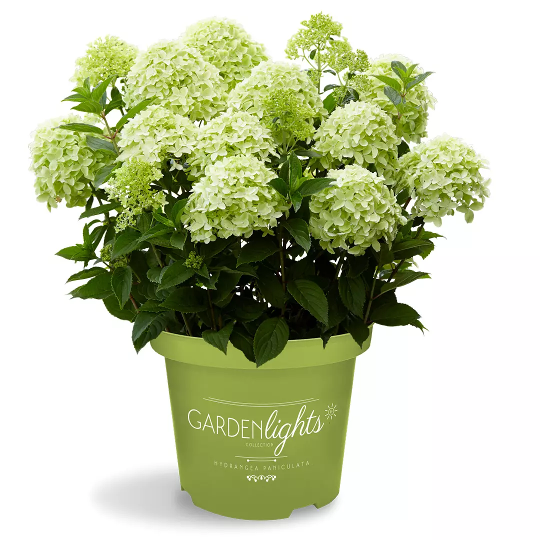 Hydrangea paniculata - Syrinhortensia 19 cm - Plantehallen AS