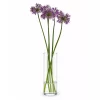 Bukett Allium 10pk