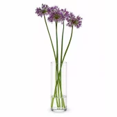 Bukett Allium 10pk