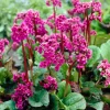Bergenia 'Ouverture' 17 cm