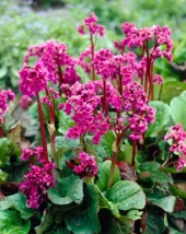 Bergenia 'Ouverture' 17 cm