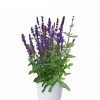 Salvia Nemorosa - Steppesalvie 15 cm