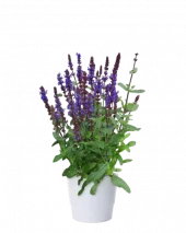 Salvia Nemorosa - Steppesalvie 15 cm