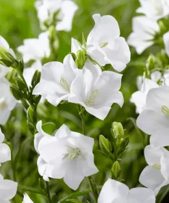 Campanula pers. Takion - Stjerneklokka 17 cm