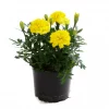 Tagetes - Fløyelsblomst 9 cm