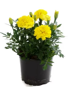 Tagetes - Fløyelsblomst 9 cm